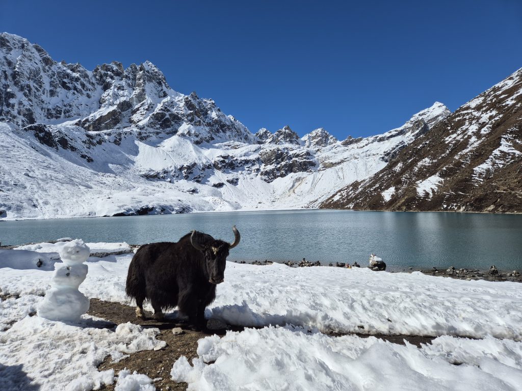 Yak nad Gokyo