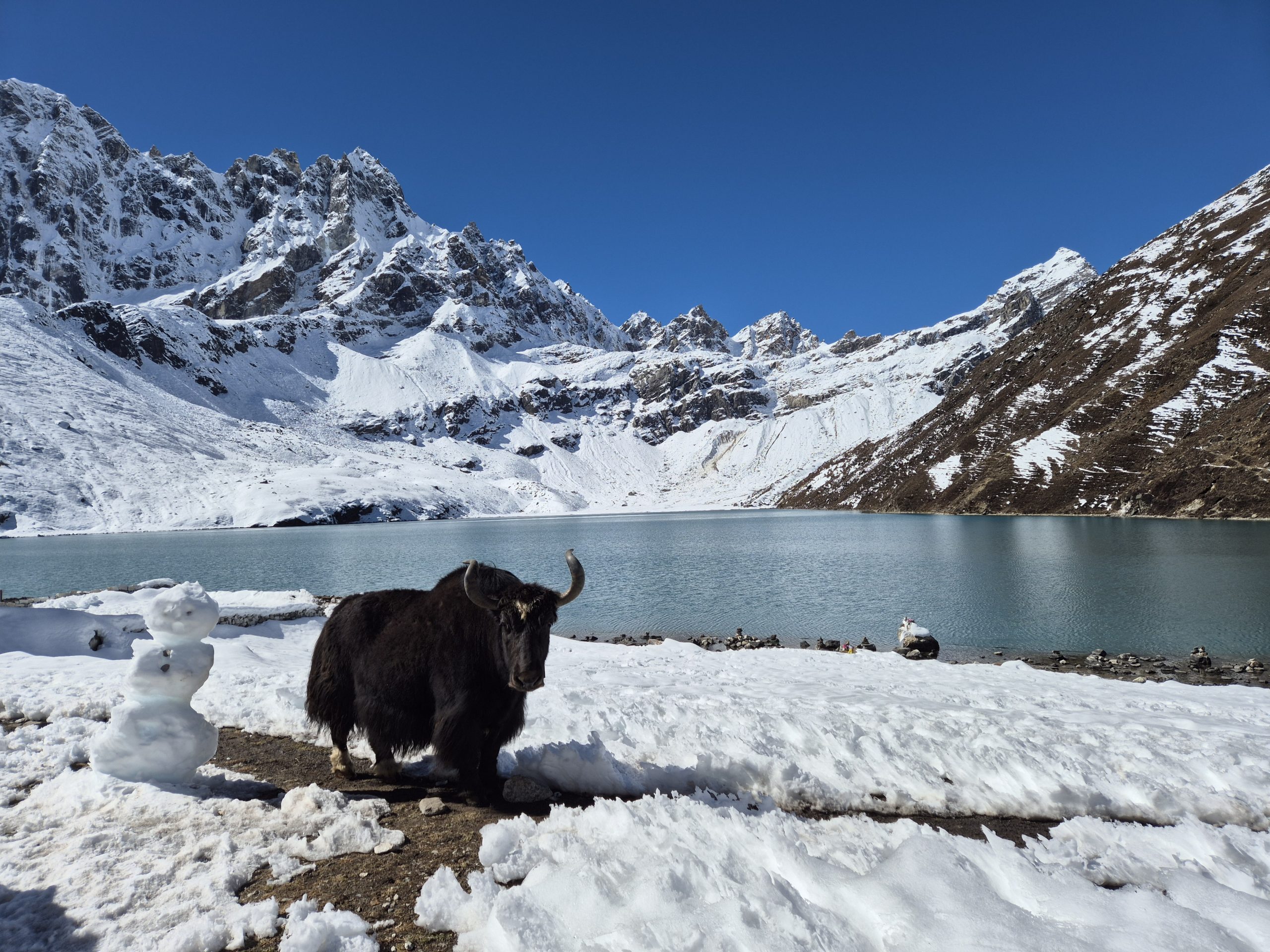Yak nad Gokyo