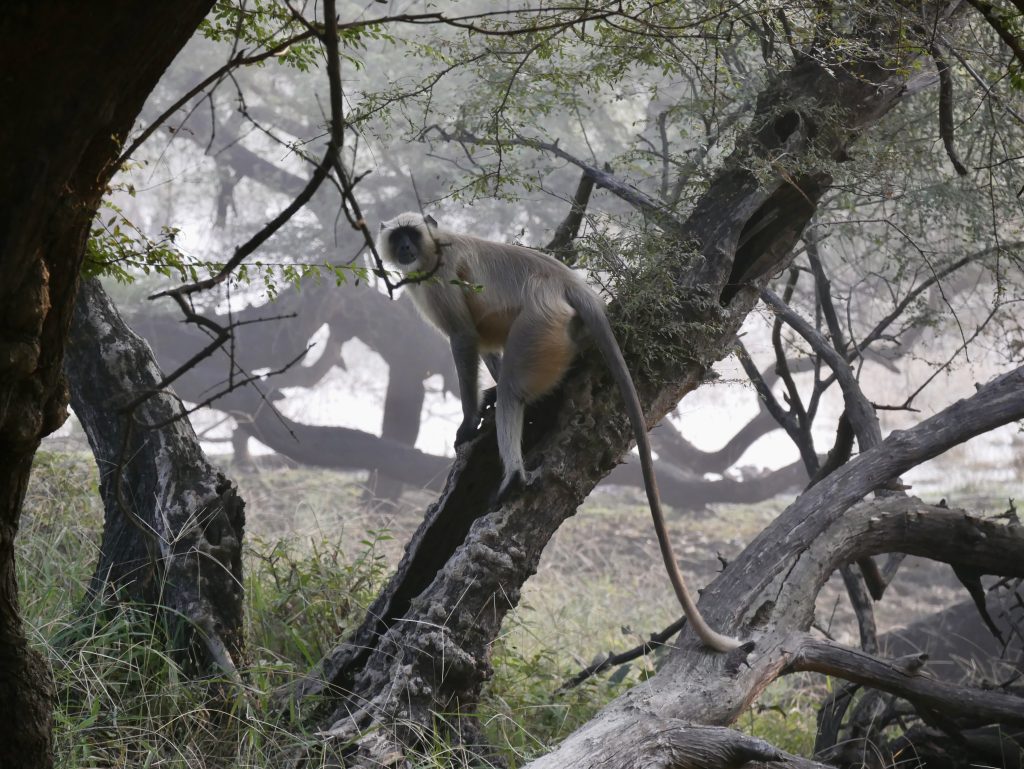 Langur nasłuchuje drapieżników