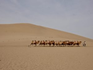 Wielbłądy na Gobi Wielbłądy na Gobi