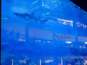 Akwarium w Dubai Mall Akwarium w Dubai Mall