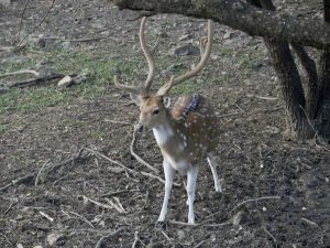 Bambi w Parku Ranthambore Bambi w Parku Ranthambore