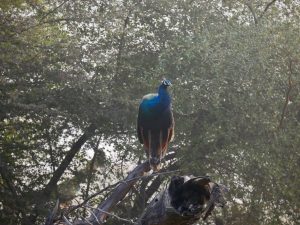 Pawie były częstym widokiem w Parku Ranthambore Pawie były częstym widokiem w Parku Ranthambore