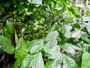 Kawa robusta Kawa robusta